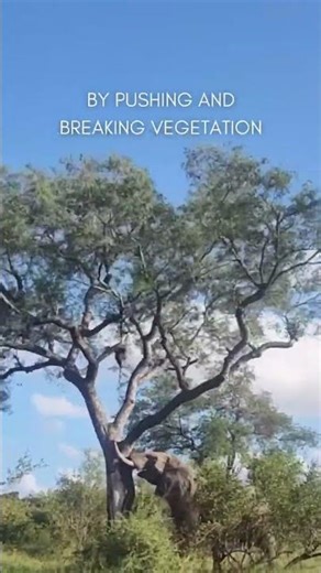 How Elephants Change Vegetation and Landscape Structure