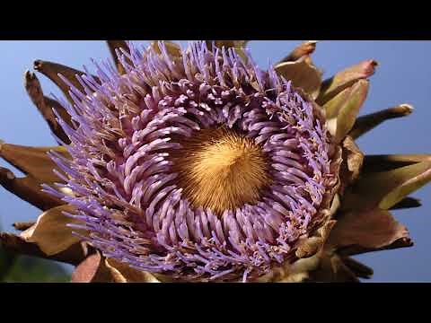 Flowers opening time lapse, compilation composite flowers. Music 'Pie Jesu' Singer Chloëbeth Hamer