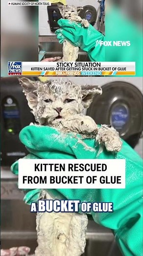 Kitten rescued after getting stuck in a bucket of glue #foxnews #news #us #fox