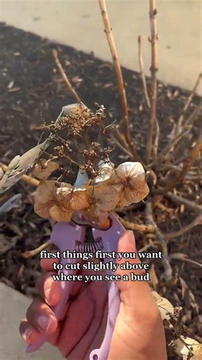 purning hydrangeas