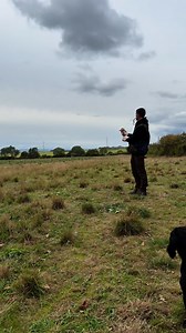 Olly #labradorretriever #chocolatelab #foxredlab #yellowlab #blacklabsquad #training #teampureflax #gundogtrainer #slingleygundogs #pickingupteam #instavideo | Slingley Gundogs