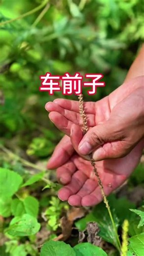 可以用来煮水喝或者敷贴使用。#车前子 #草本科普