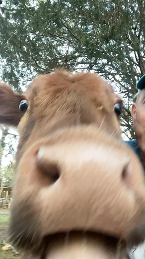 If you live with cows, you learn that sharing is mandatory and often tilted in their favor. Both Jenna and Annie are great are making sure they get their half and also another half of my half. But they figure I’m smaller than them so must just need less to eat. How kind of them to help me stay trim and fit by helping me cut calories. #sharingiscaring #sharingwithcows #cow #cows #cowsofig #cowsofinstagram #cowofig #cowofinstagram #cowoftheday #jennathecalfwholived #lifewithpigs | Life With Pigs