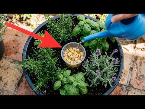 Les techniques de base à connaître pour cultiver des légumes en pot!