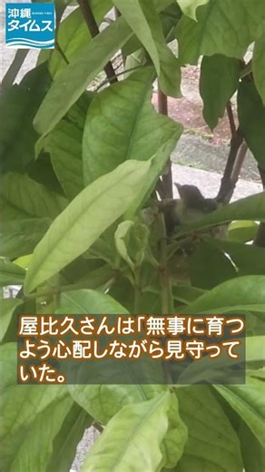 ひなが口をパクパクさせる様子がかわいいね メジロの子育て、動画で撮影 沖縄・西原町