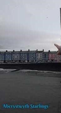 Aberystwyth Starlings Murmuration #nature