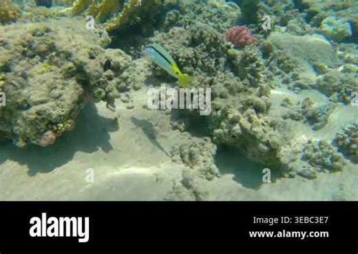Underwater seascape on the coral reef in the Red Sea, Ras Mohammed National Park, Egypt, showcasing a couple of Chaetodon Austriacus, aka Blacktail butterflyfish, and a Parupeneus Forsskali, aka Red Sea Goatfish Stock Video Footage - Alamy