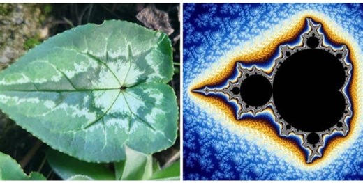 The Natural Fractal Antenna