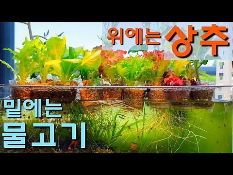 채소 + 물고기 같이 키우는 아쿠아포닉스 만드는 방법 / 무환수, 무여과 / 원스팜