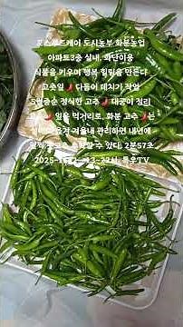 #월동준비 고춧잎 🌶 대궁이 정리, 고춧잎은 먹거리, 고추🌶 화분은 실내에서 관리