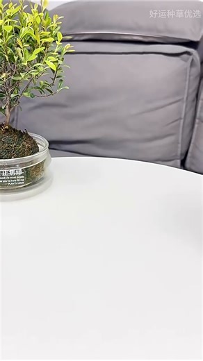 蒂洛薇（DIROVO）【新品】保湿肽粉膏轻薄遮瑕控油保湿持妆久气垫粉底液 礼物 象牙色