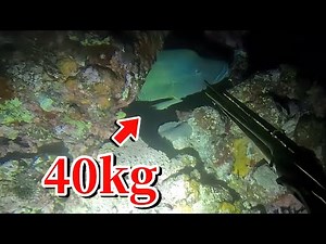 【素潜り魚突き】巨大魚を仕留める瞬間