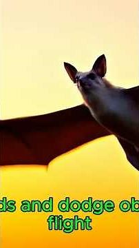 12 Amazing BAT Facts You Didn't Know! #flying mammals, #batsfacts