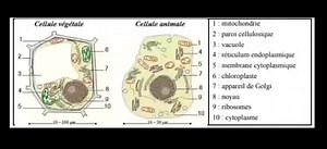 ثانية باكلوريا 2bac La différence entre la cellule animale et végétale 🔥💯#باكلوريا #bac2026 #باك2026 #تعليم #الدراسة_عن_بعد #svt #pc #pc #2bac ##توجيهي | ProfSvt Ahlame