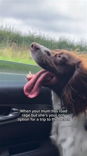 It’s painful as a passenger princess 😩 I dread to think what Jinky thinks of my road rage but he has no choice when I’m his only connection to weekend hikes, beach trips, sausage from the chippy and pup cups 😂💀 #dogmum #roadrage #passengerprincess #funnydogreel #doglovers | Jinky Springer Spaniel