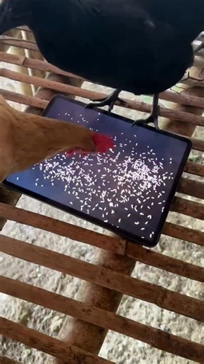 LuxePet on Instagram: "BREAKING NEWS: Chickens CAN fly! ✈️🐔 Forget everything you thought you knew—when they want to, these feathered friends can absolutely get some air! Witness the majestic, slightly awkward, but totally impressive flight of the backyard bird. They may not be eagles, but that determined flap-and-glide to the fence top? We stan an ambitious queen. 👑🌾 Who knew chickens had hops like that? 😂👇 #ChickensFlying #BackyardChickens #FlyChickenFly #FarmLife #FunnyAnimals"