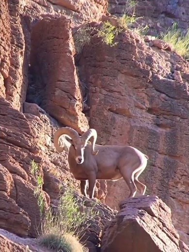 Mountain Goat / Ibex on Cliff