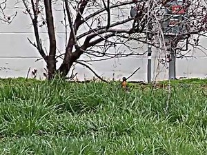 ROBINS FIGHTING or Mating