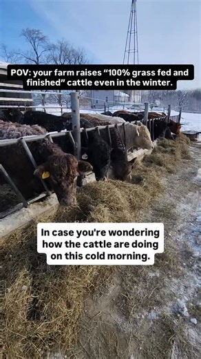 Cattle were made for Midwest’s winters due to their thick, insulating fur coats and body fat profile. But because all the fresh grasses and pasture are gone during this season, the ONLY thing they need us for is to provide them hay that we prepared during the summer (from summer grasses). See our cattle munching this hay above. It’s how we make sure our cattle only eat grass (no grains) year round, and how you can get the highest quality beef. | Wanda Farms