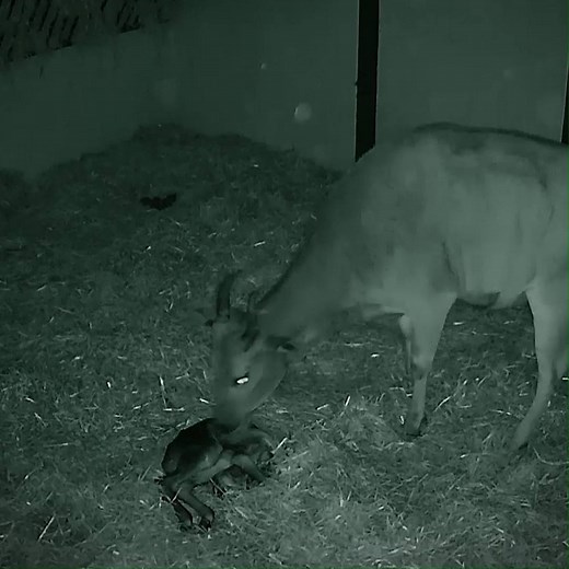 The AMAZING moment a baby banteng is born! 😍😍 See the full, beautiful, story on tonight's episode of The Secret Life of the Zoo, 8pm on Channel 4... | Chester Zoo