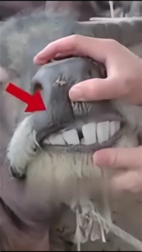 Why cows don’t have upper teeth?🐄