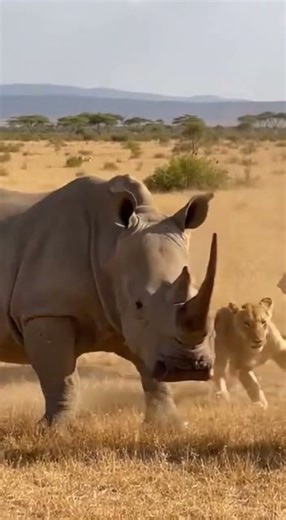 Epic Rhino Showdown: Defending the Young #Rhino #shorts