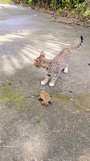 Cat meets with a big frog #catvsfrog