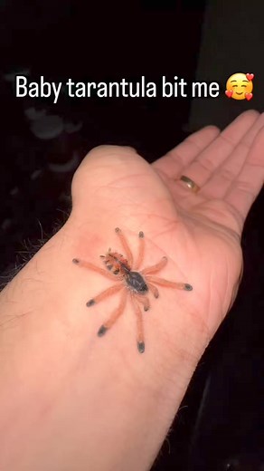 Baby tarantula bit me🥰 #reelsviral #insects_of_our_world #fyp #terrarium #virals #spider #insects | InsectaHaus