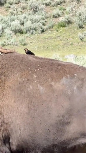 Nature's Perfect Duo: Male Cowbird Riding a Wild Bison #shorts #wildlife