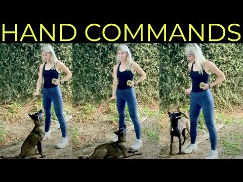 HOW TO TRAIN WITH HAND COMMANDS | NON-VERBAL DOG TRAINING | Belgian Malinois