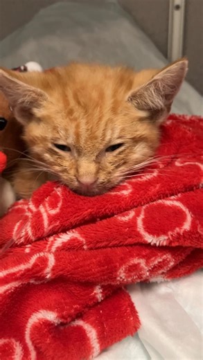 David Loop on Instagram: "Monty Update. ❤️..#davidloop65"