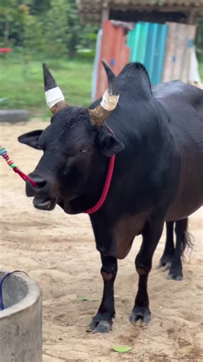 ตำแหน่งอยู่ไม่นาน หยุดชนสมเหมียเป็นทางการ ลูกรักของค่าย🫶🏻 #ดุกด้างภูเพชรแก้ว #ตาแก้ว #ค่ายโคเพชรไพลิน