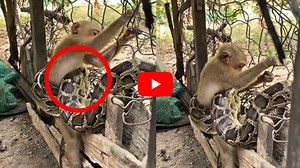 Burmese Python Video: వామ్మో.. కోతిని మింగడానికి ట్రై చేస్తున్న బర్మన్ కొండచిలువ.. వీడియో ఇదే..