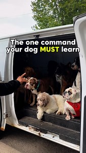 Impulse control isn’t just a nice skill — it’s essential. ✔️ It’s the difference between a dog who bolts out the door into traffic… and one who pauses, checks in, and stays safe. One second of impulse can lead to disaster. ✔️ Teaching your dog to wait, to think before acting, is one of the most powerful forms of obedience — and in some cases, it could literally save their life. ✔️ Impulse control is the foundation of calm behaviour, focus, and trust. It’s not flashy, but it’s what separates a we