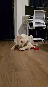 1.6K views · 44 reactions | Above and Beyond English Setter Rescue on Reels | Facebook