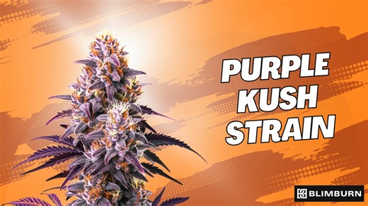 PURPLE KUSH STRAIN