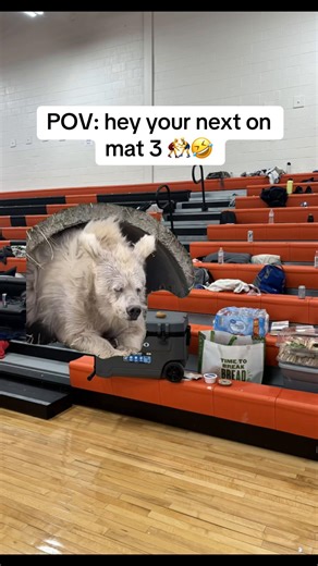 Wrestling Mat Antics: Preparing for Match Day!