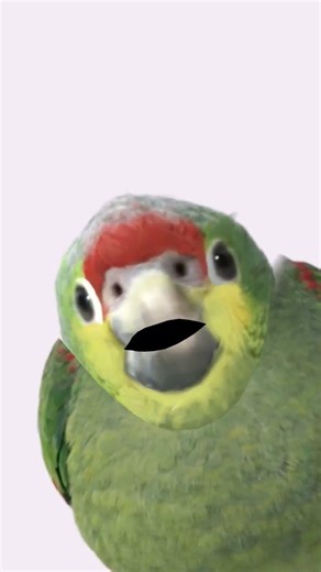 #memes #funny parrot 🦜