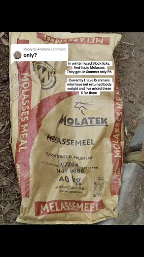Enhancing Brahman Cattle Health with Liquid Molasses