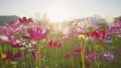Watch the slow-motion blooming of a cosmos flower gently swaying in...