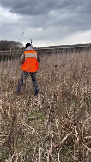 Pudelpointer training on pheasants.