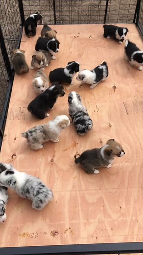Corgi Puppies Playing in the Sun - Available Corgi Pups!