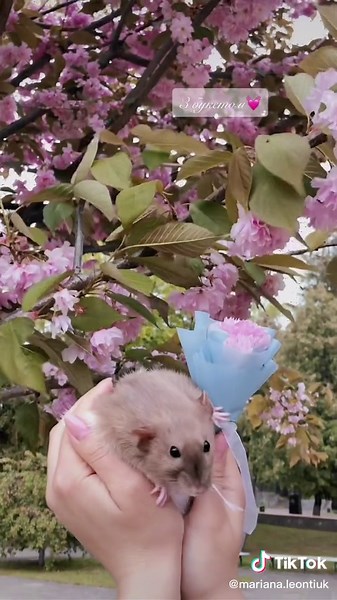 #ratte #ratlover #chocolaterat #plushrat #mouse #криса #крыса #крысадамбо #крысадекоративная #rat #ratties #ratlove #ratlook #ratte #ratlover #brownrat #plushrat #animal #animals #fluffy #україна #украина #українка #ukraine #ukrainian #ukrainiangirl #nowar #nowarinukraine