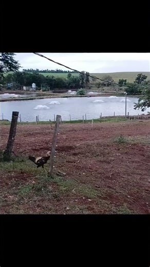 Rural Landscape Ambient 🎧 | Farm Evening by the Lake (No Copyright Music)