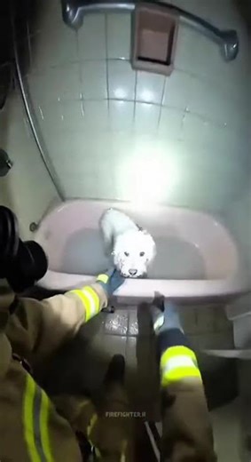 Heroes in the Fire: Firefighters' Dramatic Action Saves a Puppy's Life!