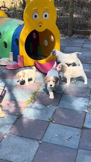 Daisy’s litter, Mini/Medium multigene, non-shedding, golden doodles