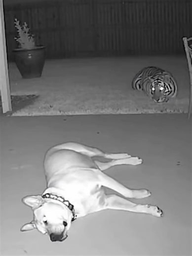 Double Exposure Techniques for Cats in Photography