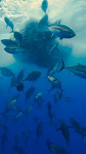Great footage of tuna feeding | On The Deck - Footage from Australia's Commercial Fisherman