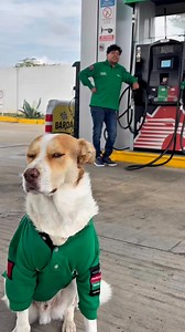 Pets Table | Mailo el perro gasolinero