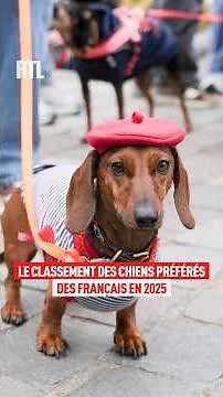 Dogs: the ranking of the most popular breeds in France in 2025